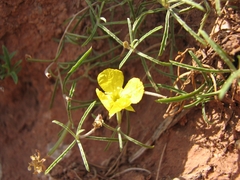 Oenothera serrulata
