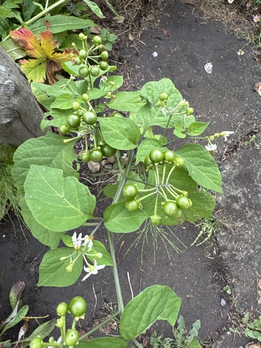 Solanum scabrum iNat (1)