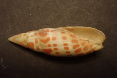 Mitra mitra