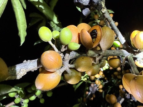 Pittosporum resiniferum observed 2025-03-30