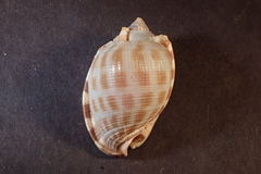 Phalium decussatum