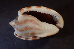 Phalium decussatum
