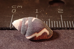 Pictocolumbella ocellata