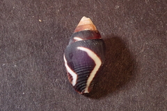 Pictocolumbella ocellata