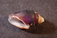 Pictocolumbella ocellata