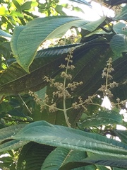 Miconia calvescens