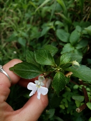Impatiens hochstetteri