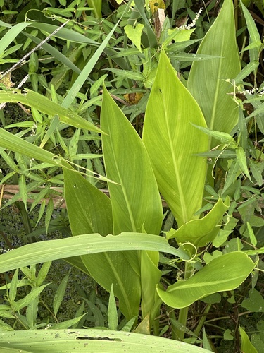 Canna flaccida, photograph 6