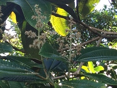 Miconia calvescens