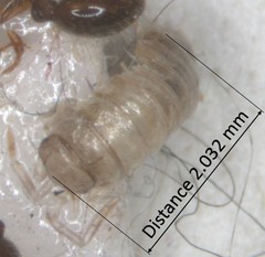 Insecta