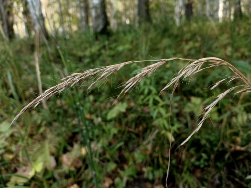 Trisetum sibiricum iNat (2)