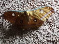 Antheraea cingalesa
