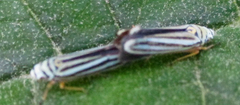 Graphocephala flavovittata