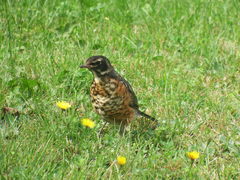 Turdus migratorius image