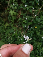 Impatiens hochstetteri