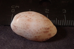 Bulla vernicosa