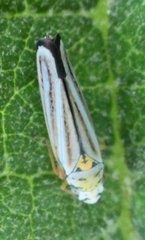 Graphocephala flavovittata