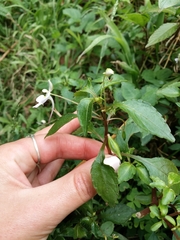 Impatiens hochstetteri