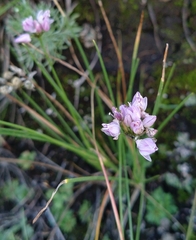Twinleaf onion (Allium bidentatum)
