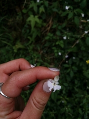 Impatiens hochstetteri
