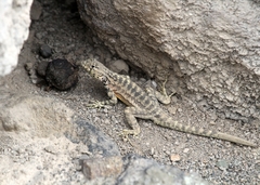 Microlophus tigris