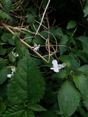 Impatiens hochstetteri