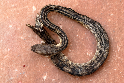 Cincuate Bull Snake, Pituophis lineaticollis