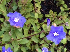 Evolvulus glomeratus