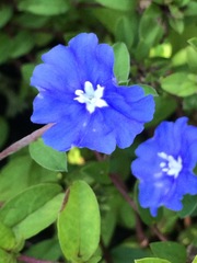 Evolvulus glomeratus