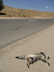 Felis lybica ornata