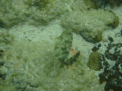 Sparisoma chrysopterum