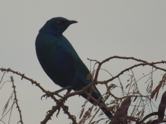 Lamprotornis chalybaeus
