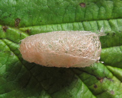 Arge ciliaris