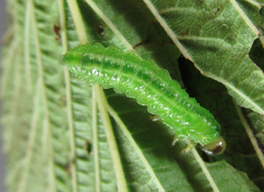 Arge ciliaris