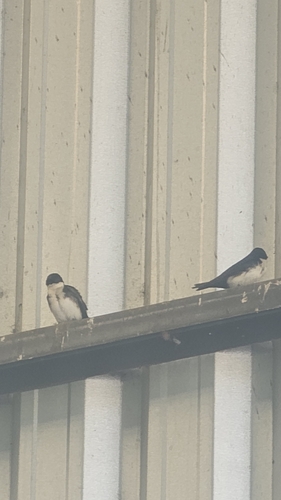 Blue-and-white Swallow