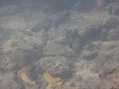 Haemulon carbonarium