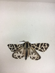 Apantesis nevadensis