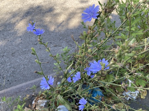 chicory