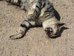 Felis lybica ornata