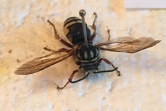Triepeolus grandis