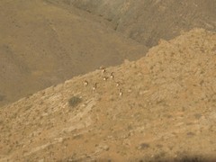 Ovis gmelini gmelini