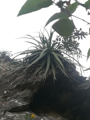 Agave bracteosa