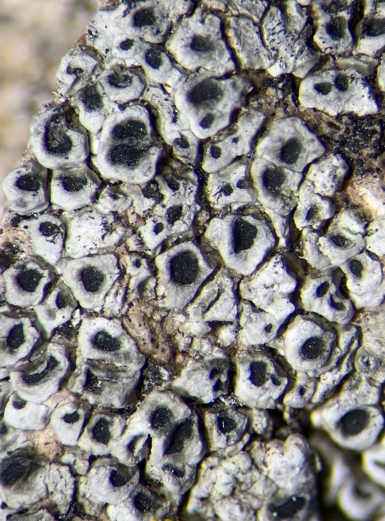 Sagedia zonata