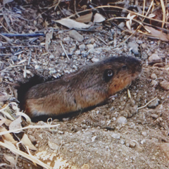 Thomomys umbrinus