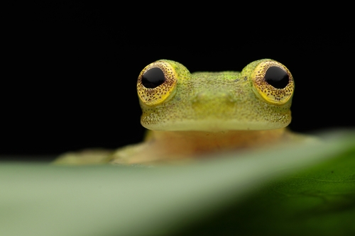 Jaspe Glass Frog, Hyalinobatrachium iaspidiense
