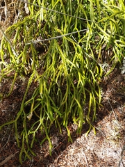 Phlegmariurus billardierei