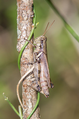 Melanoplus glaucipes