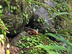 Plestiodon japonicus