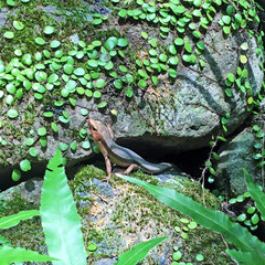 Plestiodon japonicus