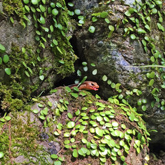 Plestiodon japonicus